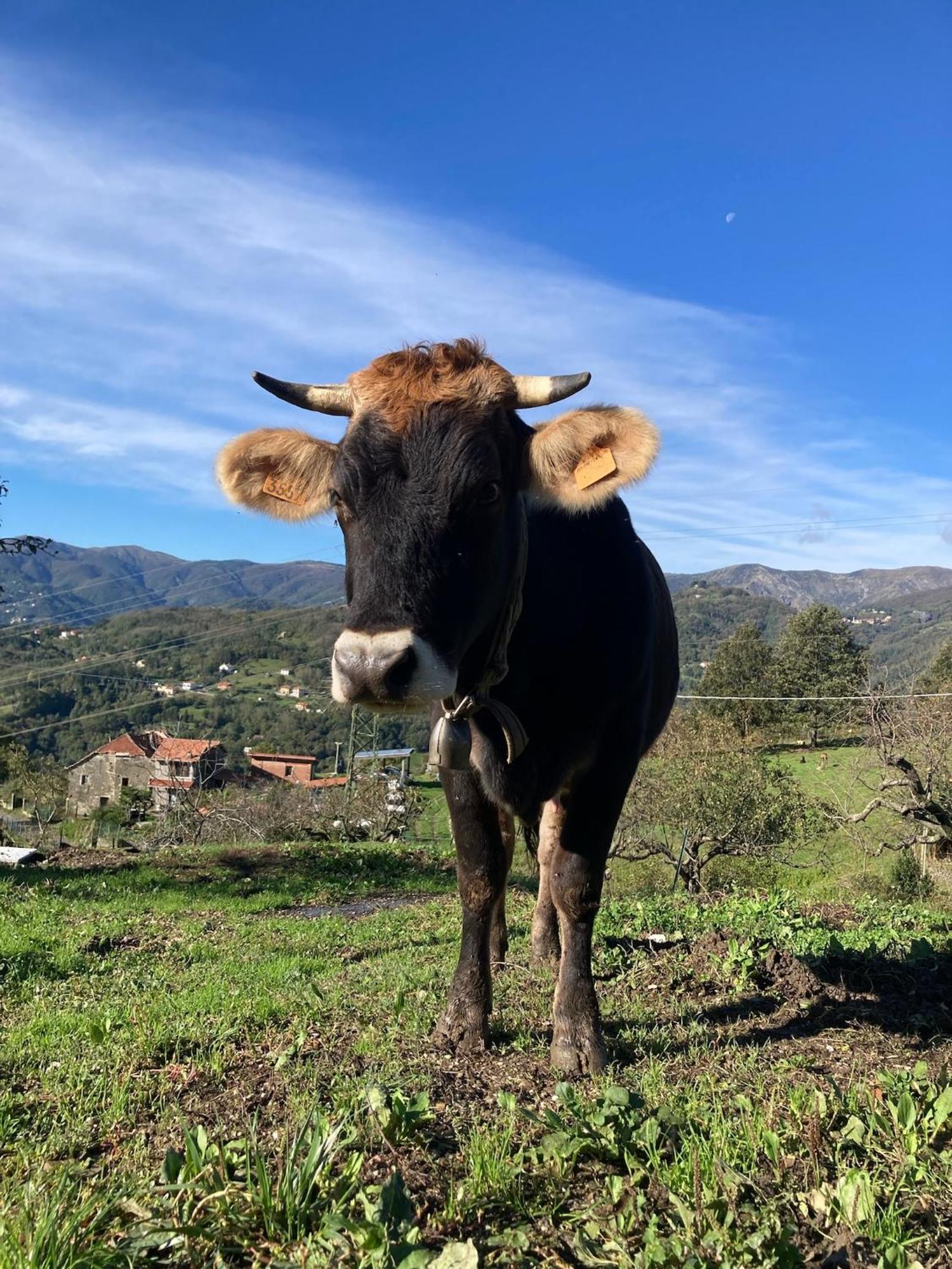 Agriturismo Terra E Cielo Serra Rocco Eksteriør billede