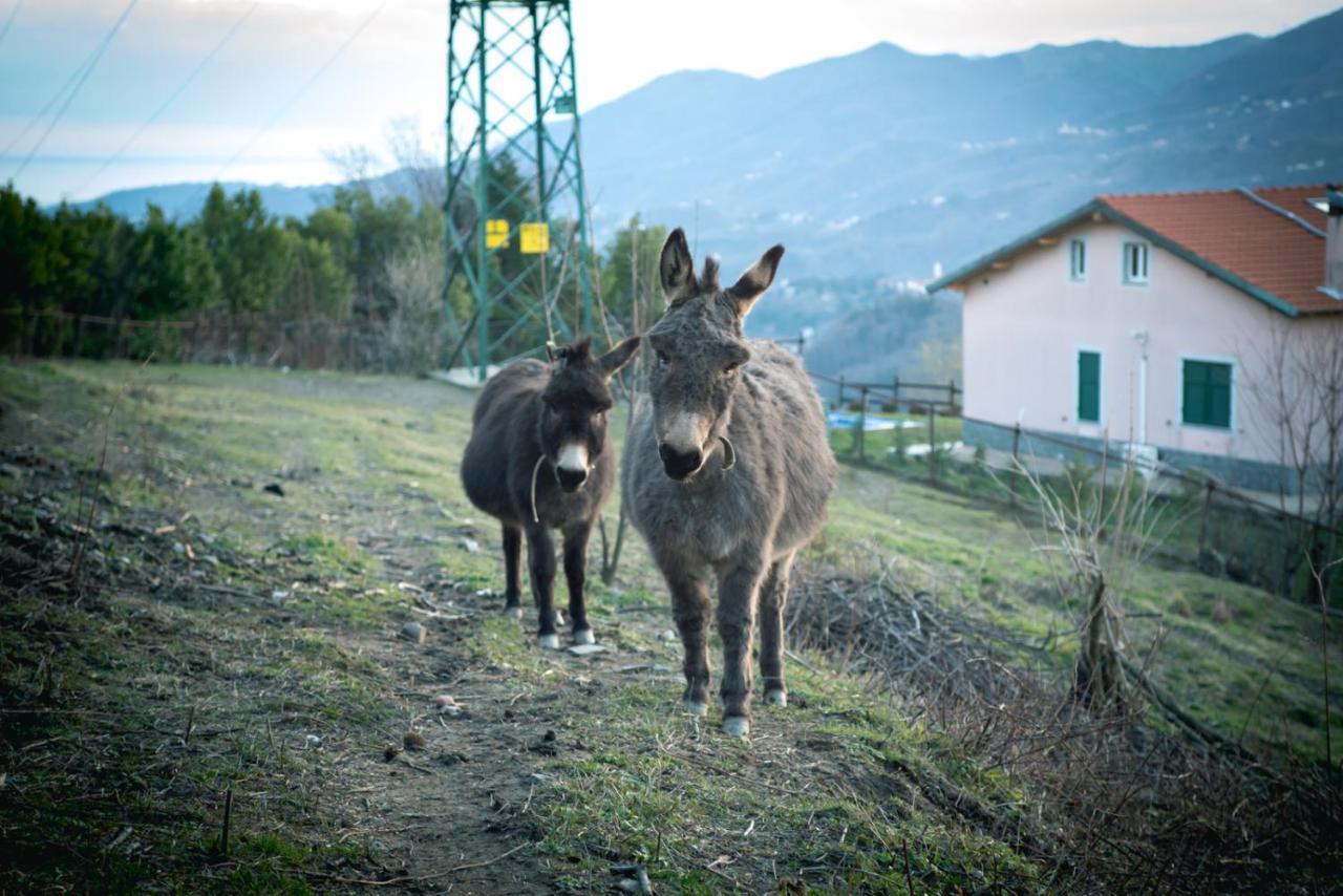Agriturismo Terra E Cielo Serra Rocco Eksteriør billede